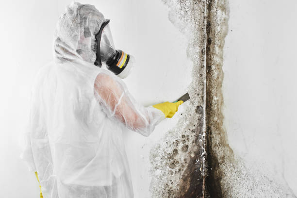 Home Mold Removal in Dellwood, MN