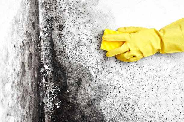Best Attic Mold Removal  in Dellwood, MN