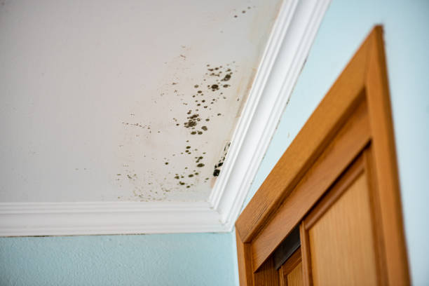 Best Office Mold Removal Services  in Dellwood, MN