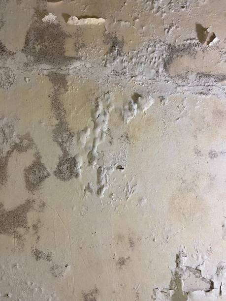 Mold Removal Process in Dellwood, MN