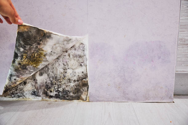 Best Local Mold Removal Service  in Dellwood, MN